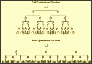 parison of tall and flat organization