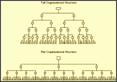 parison of tall and flat organization