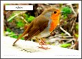 6  Robin Bird Mask Template