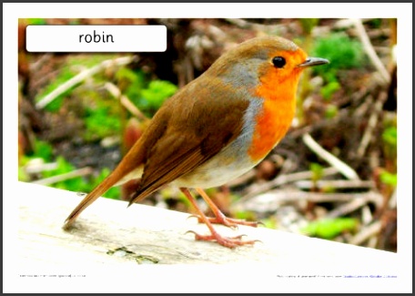 British Birds Set SB4188
