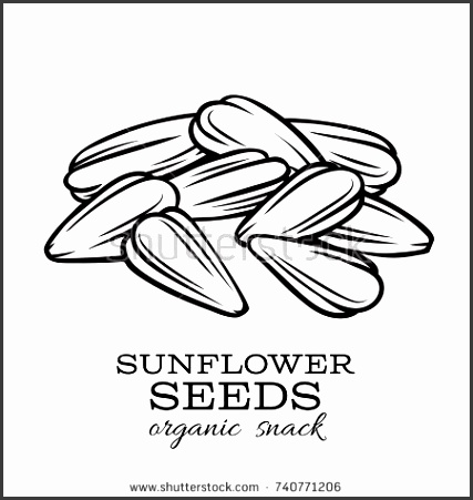 Vector hand drawn sunflower seeds for template label packing and emblem farmer market design
