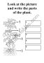 Identifying Parts Of A Plant Labeling Worksheet – Plants worksheet for 1st grade