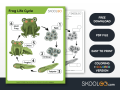 Life Cycle Of A Butterfly/frog/honeybee Worksheets – Butterfly life cycle worksheet – artofit