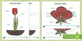 Parts Of A Plant/flower Labeling Activity – Parts of a plant labeling worksheet-free printable for elementary kids